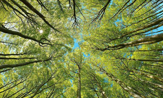 Naturnaher sonniger Buchenwald im Fruehling, Blick in die Baumkronen, frisches Gruen, blauer Himmel, Sonne strahlt durchs