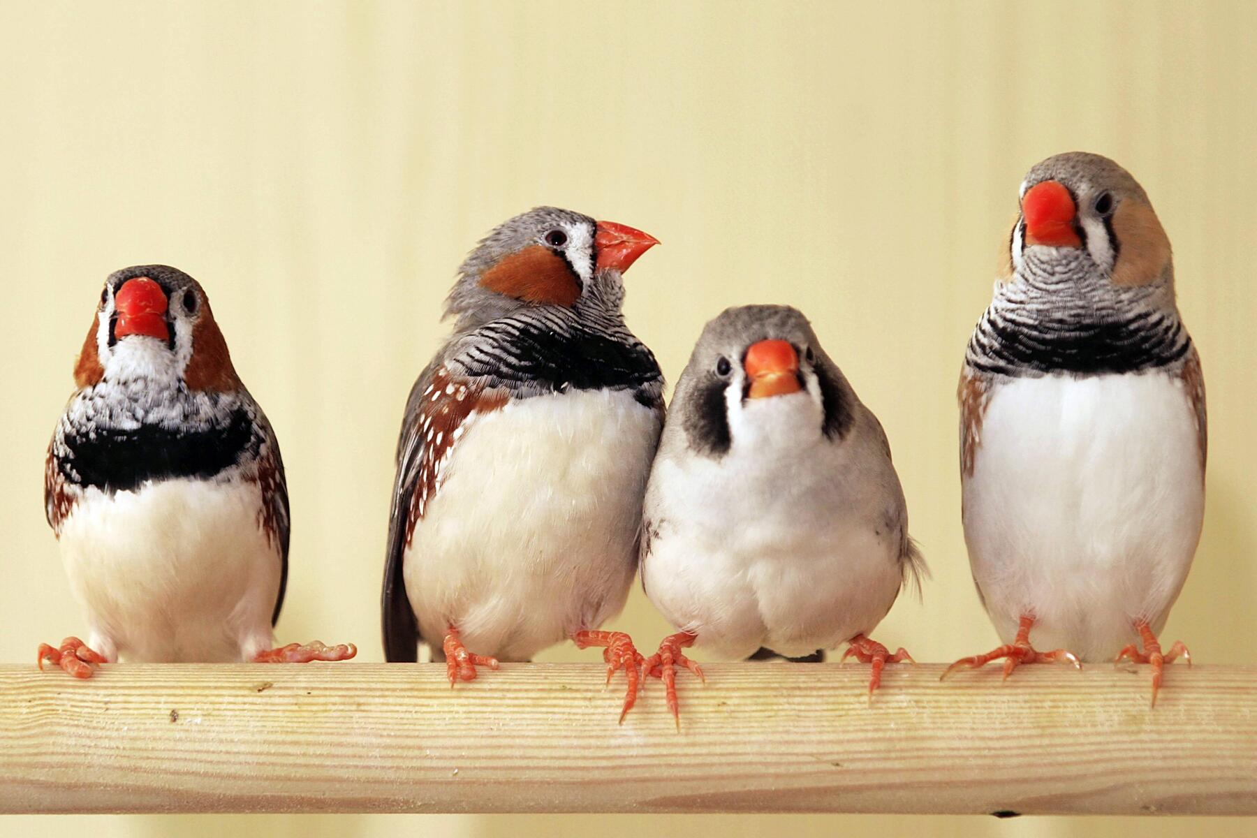 Can we soon talk to animals? $10 million prize aims to crack communication code