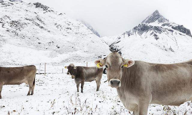 Archivbild vom ersten Schnee in 1200 Metern Höhe Mitte September.