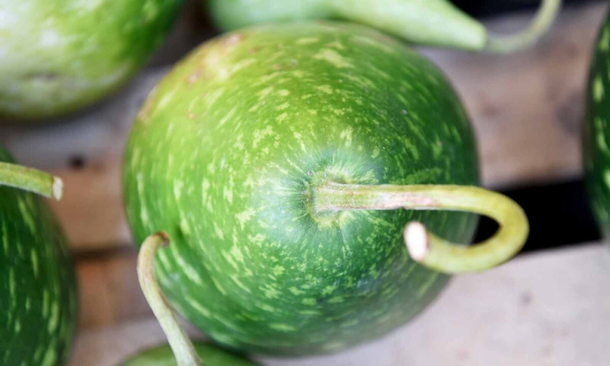 Mehr als 150 verschiedene Kürbissorten wachsen hier, zum Beispiel der Birnenkürbis.