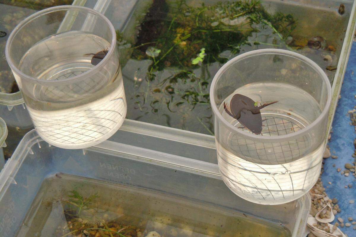 Doch auch die kleinsten Tiere der Stadt kamen nicht zu kurz: Kleine Biotope mit Wasserkäfern, wie sie in der Wiener Lobau vorkommen, waren ausgestellt.