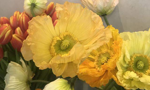 Mit der richtigen Behandlung hält der Islandmohn auch länger in der Vase.