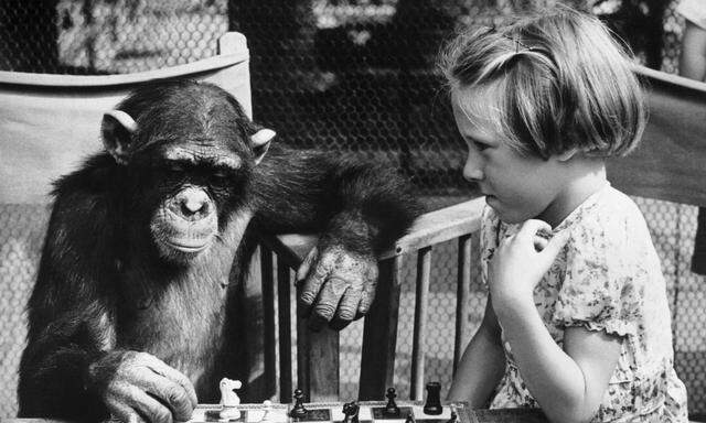 Naja, dieses Bild aus dem Londoner Zoo und den 1950er-Jahren suggeriert zu viel Nähe. Aber woher kommt der Unterschied?