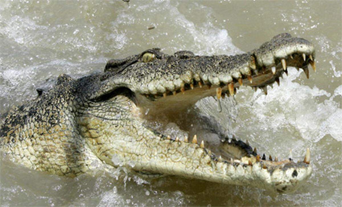 Krokodile können dem Menschen besonders in Indien, Afrika, Australien, Süd- und Mittelamerika und Florida gefährlich werden: 1000 Tote pro Jahr.