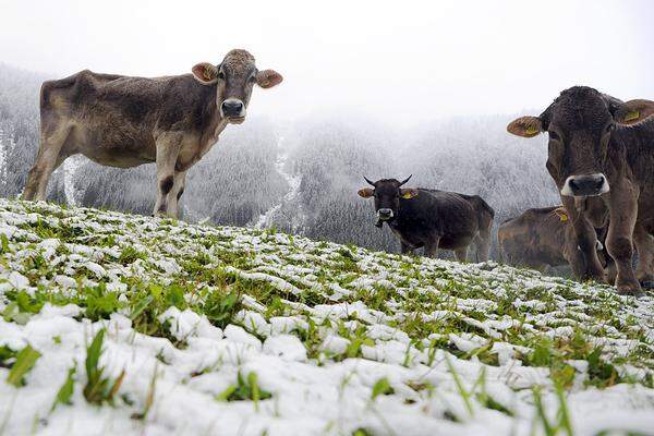Im Bild: Kühe auf einer Alm im Montafon.
