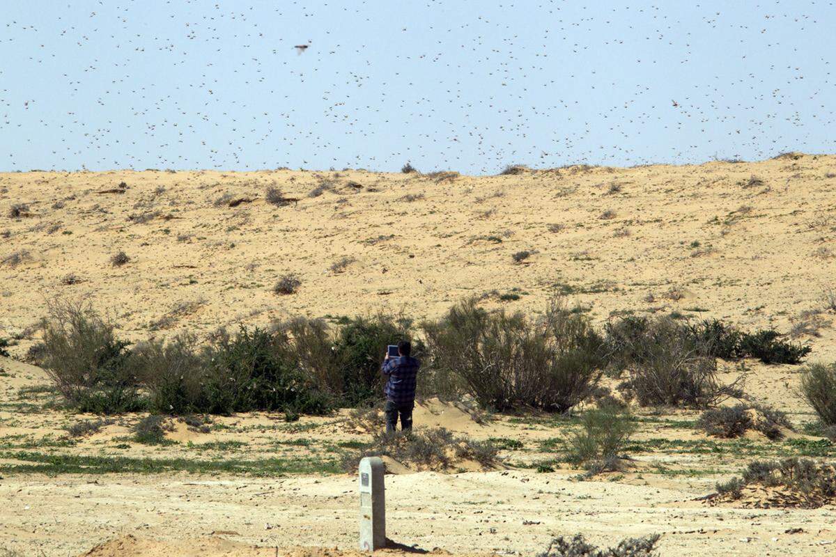 Im Süden des Landes wurden mehrere Schwärme der gefräßigen Insekten gesichtet. Mitarbeiter des Landwirtschaftsministeriums habendamit begonnen, Insektizide gegen die Heuschrecken aus Ägypten einzusetzen.