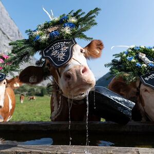 AUSTRIA-FEATURE-CATTLE-ALMABTREIB