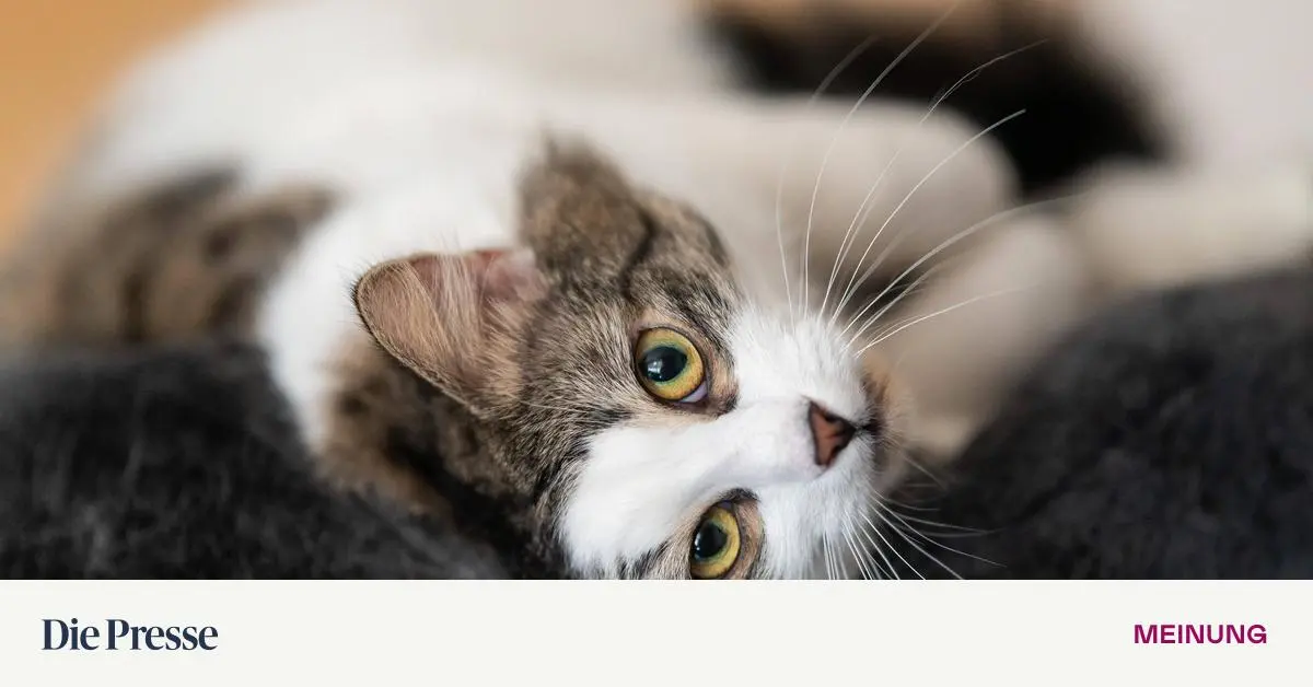 Wenn-es-um-Tipps-f-r-ein-besseres-Leben-geht-halte-ich-mich-lieber-an-meinen-Kater-premium-