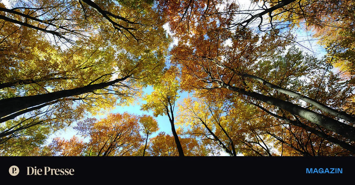 Rentiert sich ein Investment in Wald?