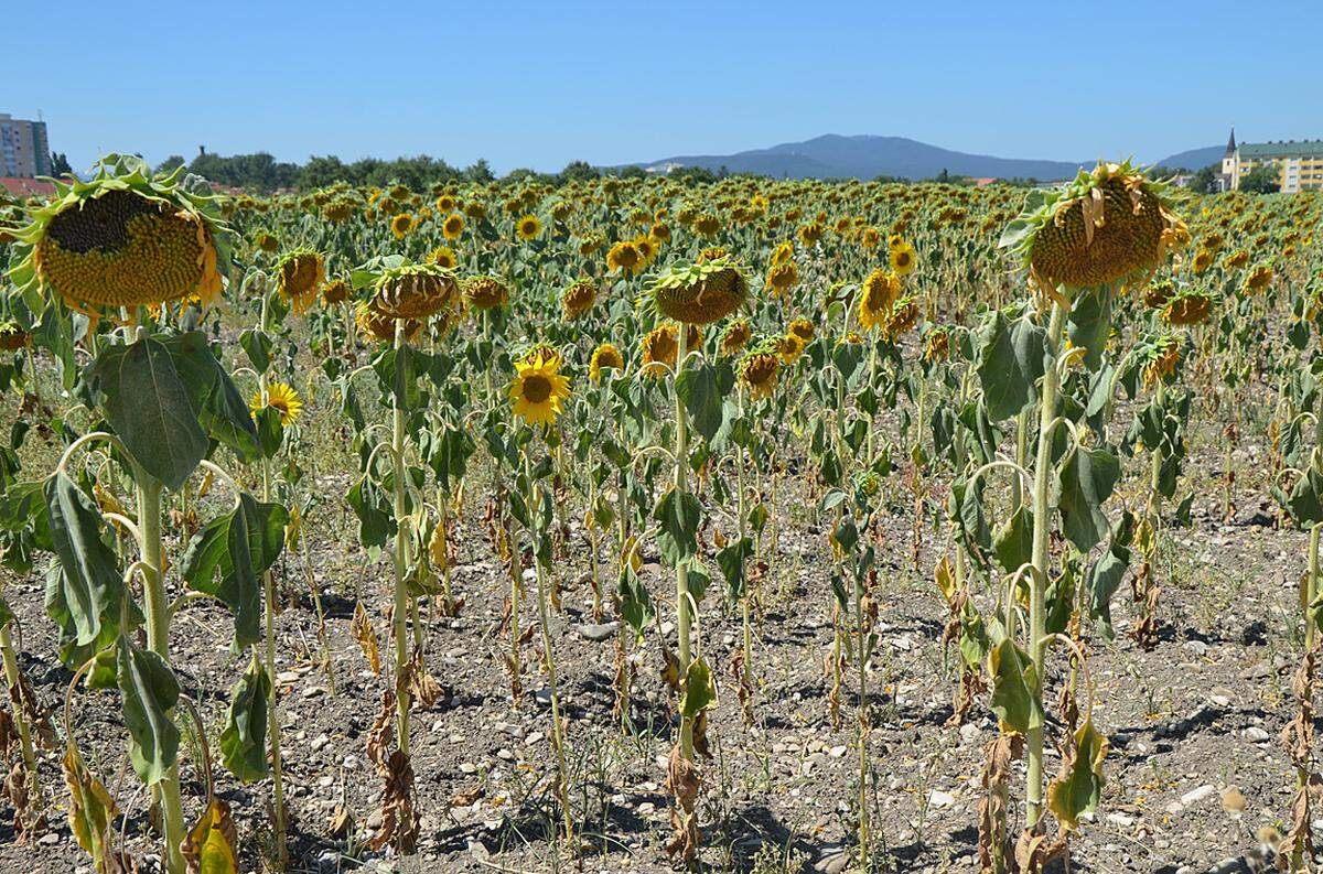 Ob es im August genauso weiter geht, wie im Juli, hängt von den kommenden 14 Tagen ab. Der vielleicht ideale Sommer für Badbetreiber und Eisverkäufer ist für die Landwirtschaft vielleicht einer der schlimmsten. Landwirt Herbert Frühwirth: "Was im Frühjahr zu viel an Regen war, ist jetzt eindeutig zu wenig vorhanden. Wir können nur noch versuchen, zu kompensieren."