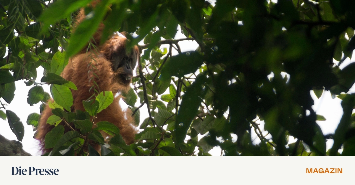 Das-stille-Verschwinden-der-seltensten-Menschenaffen-der-Welt-premium-