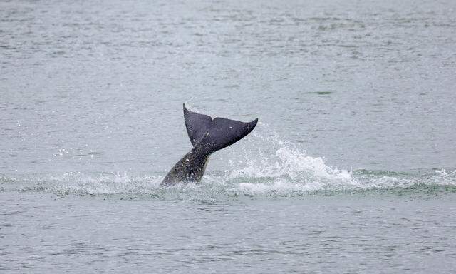 Normalerweise arbeiten Orcas, die auch Schwertwale oder Killerwale genannt werden, in Gruppen (Symbolbild).