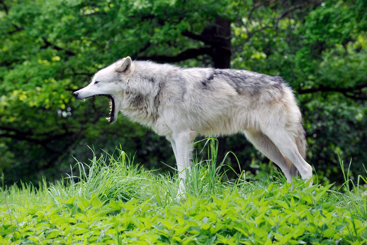 Die prächtigen Wölfe, die in mehreren weitläufigen Gehegen leben, sind wohl die spektakulärsten Tiere im Park. Ihr Heulen hört man manchmal schon von Weitem. Um die Wölfe auch aus der Nähe zu sehen braucht es Glück - und Geduld.