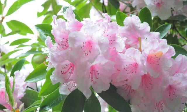 Seit Jahrhunderten durch Kreuzungen veredelt: Rhododendron.