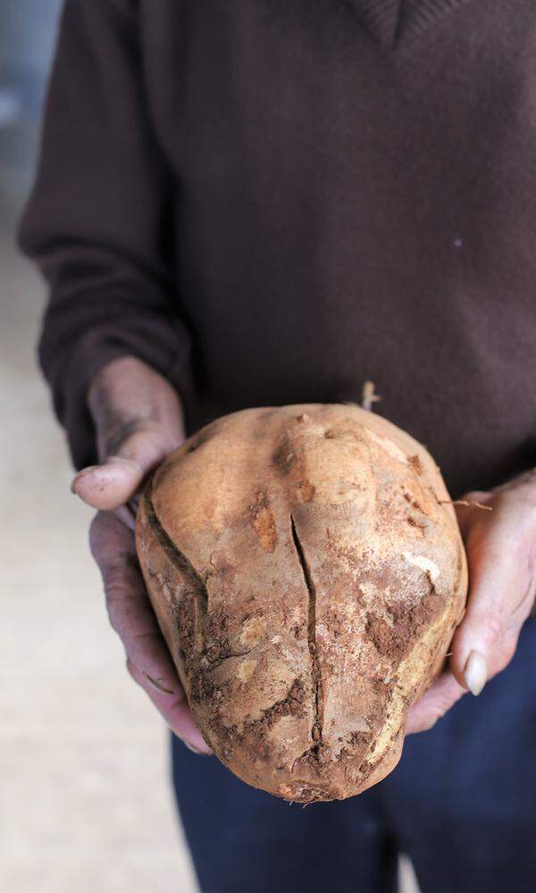 Die Süßkartoffel ist ein wichtiges landwirtschaftliches Produkt im Osten der Insel.