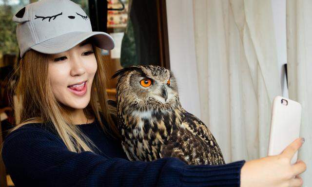 Selfie mit Eule: Das Streicheln und Beobachten von Tieren ist in Tokioter Cafés derzeit populär.