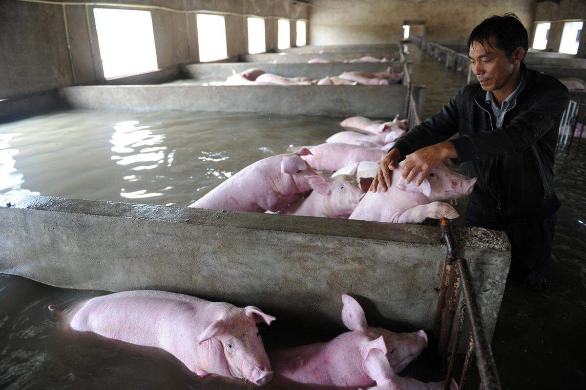 4. Juli. Für Tausende Schweine in der chinesischen Provinz Anhui am Yangtse-Fluss kam jede Hilfe zu spät. So wie viele Bauern musste dieser Mann die Tiere in schweren Fluten zurücklassen.