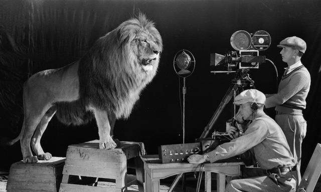 Leo, das stolze Wappentier des MGM-Logos, macht sich 1928 für seine Großaufnahme bereit.