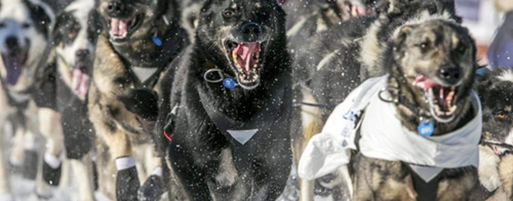 A sled dog team during the ceremonial start to the Iditarod dog sled race in downtown Anchorage