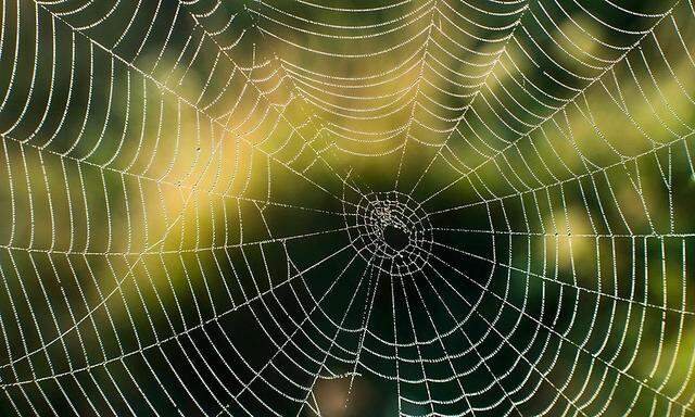 Symbolbild. Ein Spinnweben in frischer Luft mag ja kein Problem darstellen. Kugelspinnenbefall in Wohnungen durchaus.