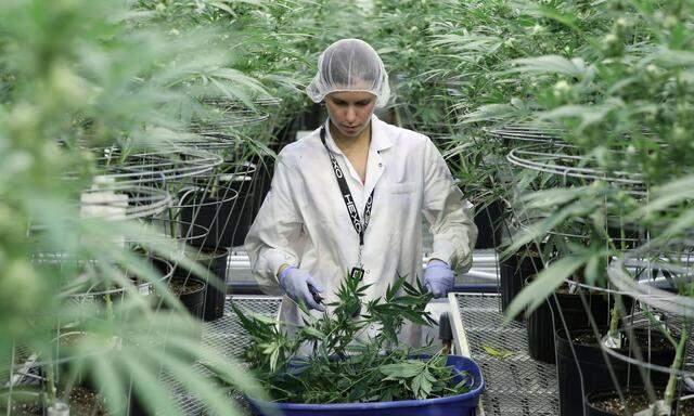 Strenge Richtlinien: Der Anbau von Cannabis – wie hier in Gatineau, Quebec – wird streng kontrolliert.