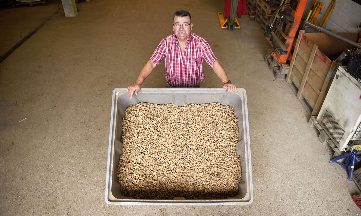Franz Romstorfer baut gemeinsam mit seinem Sohn Roman (der nicht aufs Foto wollte) im niederösterreichischen Raggendorf Bio-Erdnüsse an. 