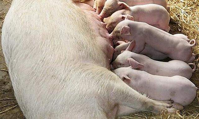 Piglets suckle milk from their mother at a farm in Ganyu County