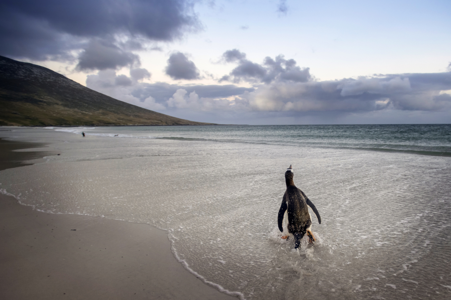 The Falklands: An Argentinian Claim Meets British Reality