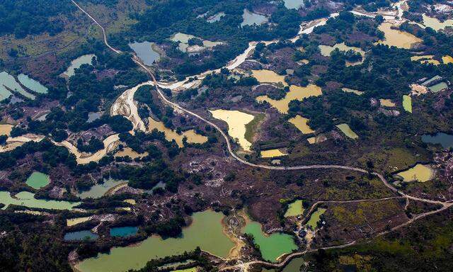In Brasilien, das einen Großteil des Amazonas-Regenwaldes beherbergt, gibt es 1788 bedrohte Baumarten. 