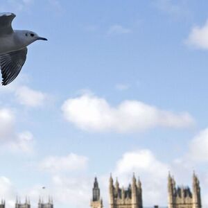 Viele Firmen wollen Großbritannien verlassen