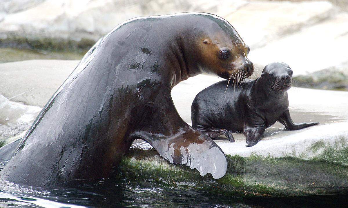 Das Weibchen Nina und ihr Nachwuchs bewohnen den eigens dafür eingerichteten Mutter-Jungtier-Bereich der Robbenanlage. In ein paar Tagen schon wird die kleine Robbe an Land und im Wasser geschickt genug sein, um gemeinsam mit seiner Mutter zur restlichen Gruppe zu stoßen.