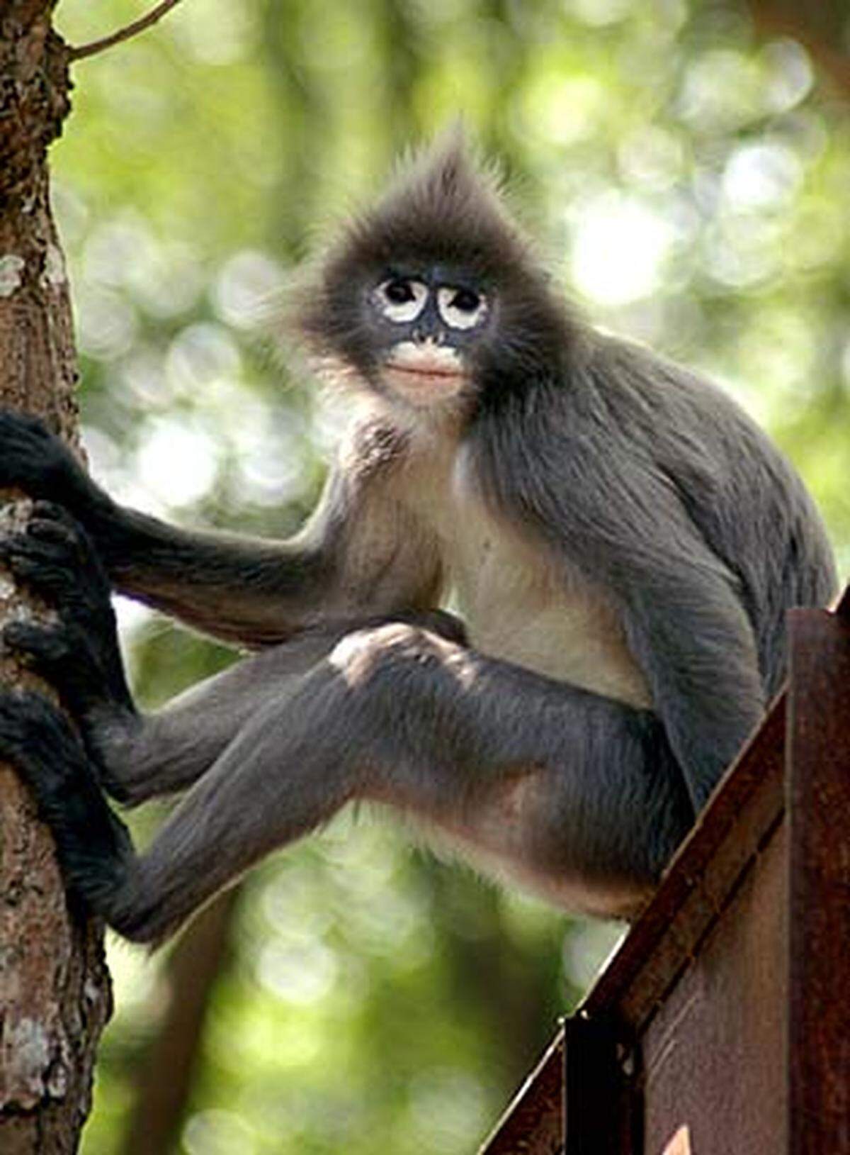 Der Südliche Brillenlangur verdankt seinen Namen der Färbung rund um seine Augen. Heimisch auf der malaiischen Halbinsel hat sich ihre Zahl von 1958 bis 1975 halbiert, aber danach begannen Programme zum Erhalt ihres Lebensraums zu greifen.