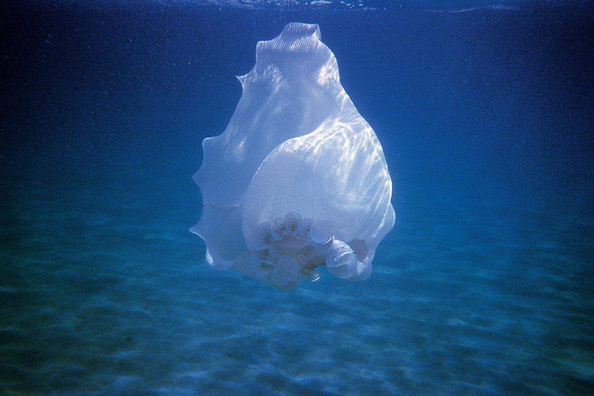 "Muschelkleid", ein Werk aus der Unterwasser-Fotoserie "Schwimmer" von Marko Zink.