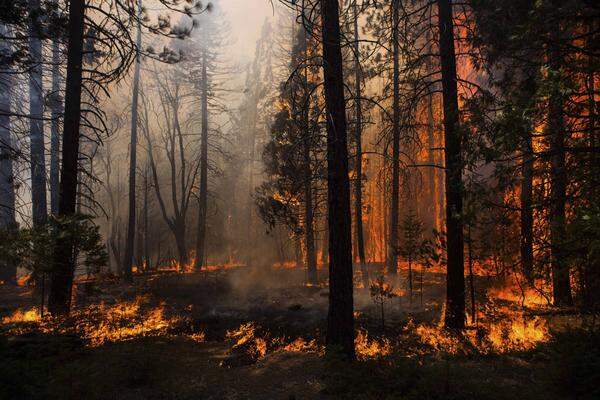 Das Feuer zerstörte bis Sonntag knapp 55.000 Hektar Land.