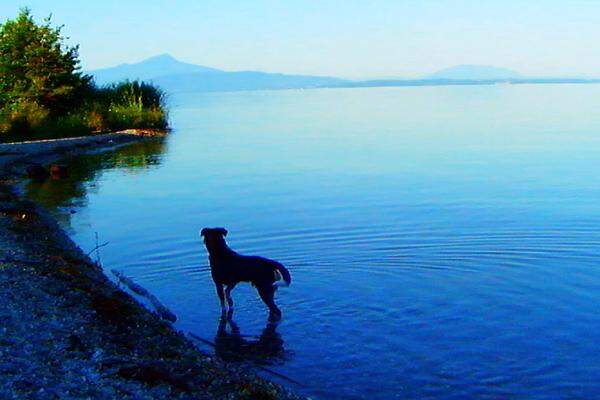 von Jean-Luc Godard (Schweiz/Frankreich)Die Beschreibung für den neuen Film von Regie-Altmeister Jean-Luc Godard liest sich einigermaßen kryptisch: Eine verheiratete Frau und ein alleinstehender Mann begegnen sich, ein Hund komplettiert das Trio und alles zusammen sei eine Metapher für die Menschheit.