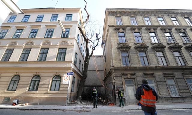Wenn ein Baum in der Stadt umgeschnitten wird, geht das nicht immer so offenkundig vonstatten wie hier in der Josefstadt anno 2011.