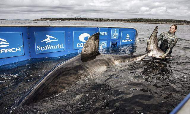 Die Forscher konnten die Hai-Dame vermessen und mit einem GPS-Tracker ausstatten und schließlich wieder ins Meer entlassen.