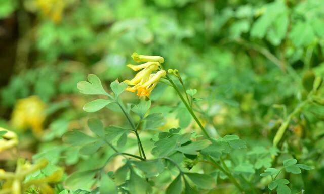 Der Gelbe Lerchensporn, eine der wertvollsten Begleitpflanzen im Beet.