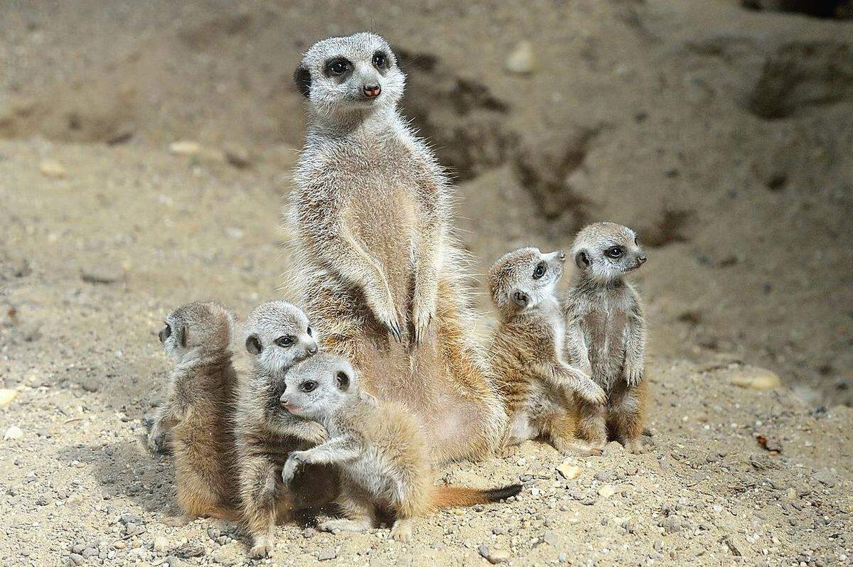 Die Favoriten. Das populärste Tier im Zoo? Ist eigentlich ziemlich unspektakulär, dennoch Umfragesieger: Bereits im Vorjahr wurden die Erdmännchen von den Besuchern zum Lieblingstier gewählt. Ein Grund dafür ist der Nachwuchs: Derzeit zählt er sechs Köpfe. Im Juni kamen die Jungtiere auf die Welt.Archivbild: Erdmännchen-Jungtiere mit ihrer Mutter, gleich sechs Junge haben am 2. Juni 2013 das Licht der Welt erblickt.