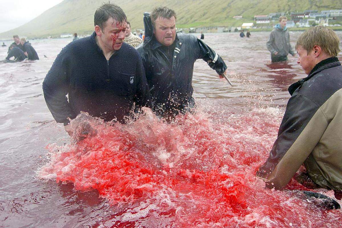 Harpunen oder gar Schusswaffen sind nicht erlaubt. Die Männer stehen hüfttief im eiskalten Wasser und müssen mit jedem einzelnen Tier kämpfen.