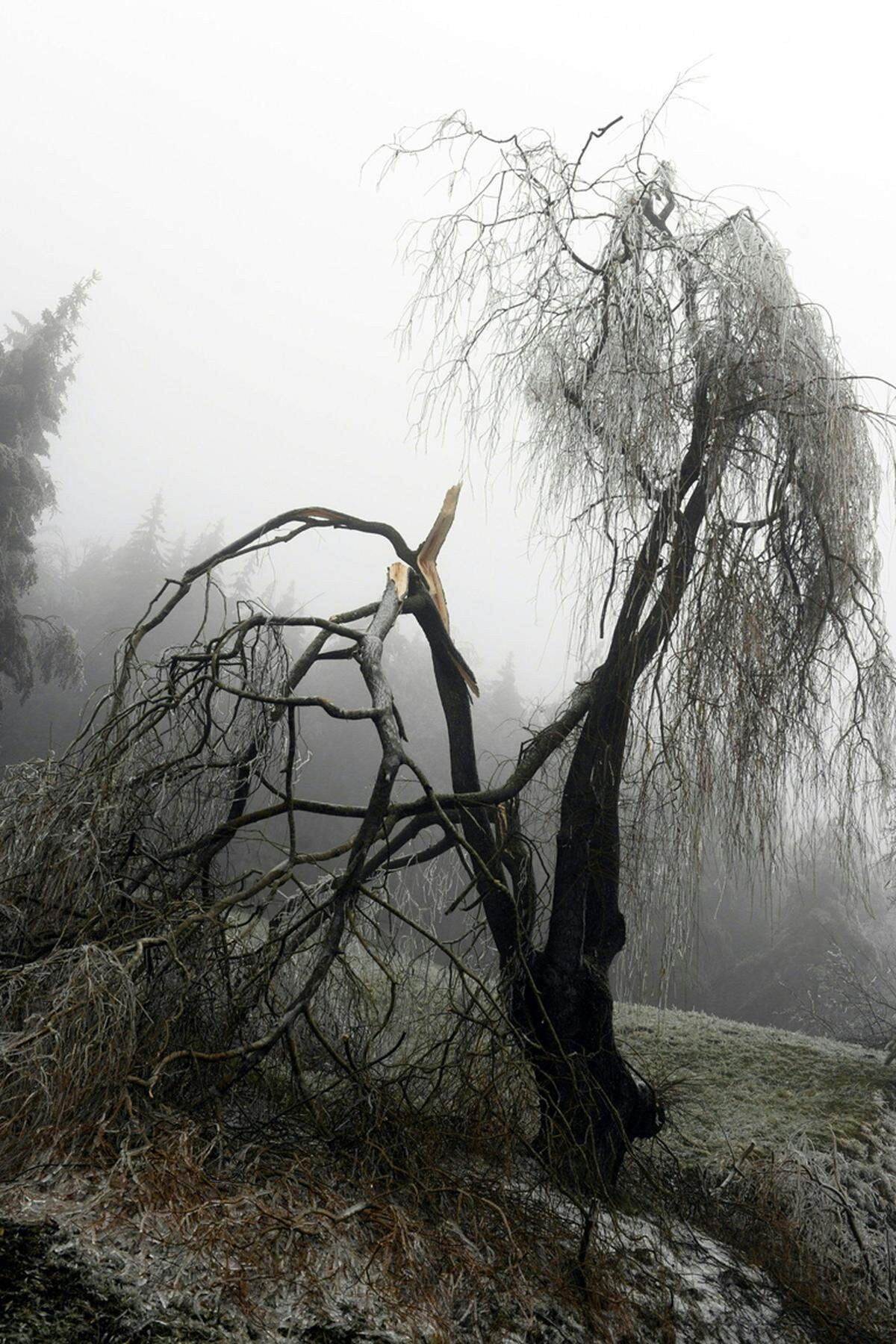 Ein durch Eisbruch umgestürzter Baum am Mittwoch bei Ottenschlag.