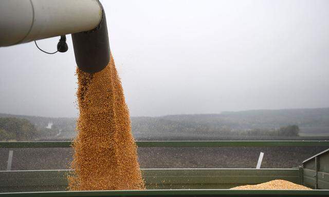 Im vierten Jahr in Folge gibt es weltweit einen Überfluss an Getreide