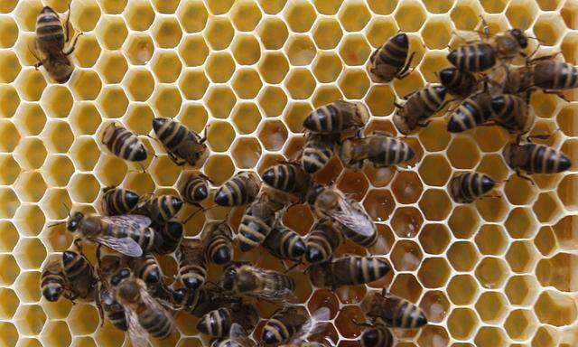 Honig – das süße Gold