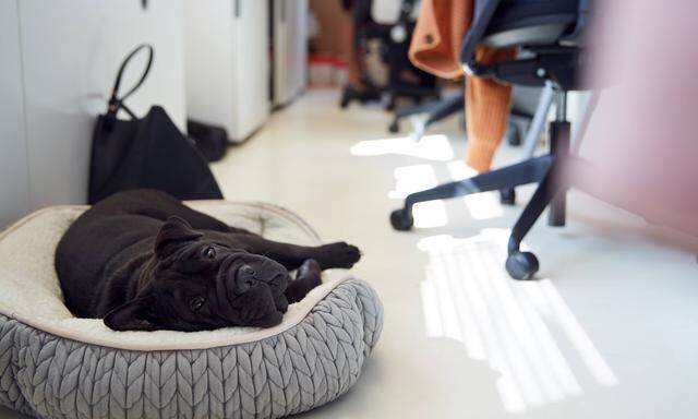 Nach den langen Home-Office-Phasen der vergangenen Jahre wollen viele den Hund mit ins Büro nehmen.