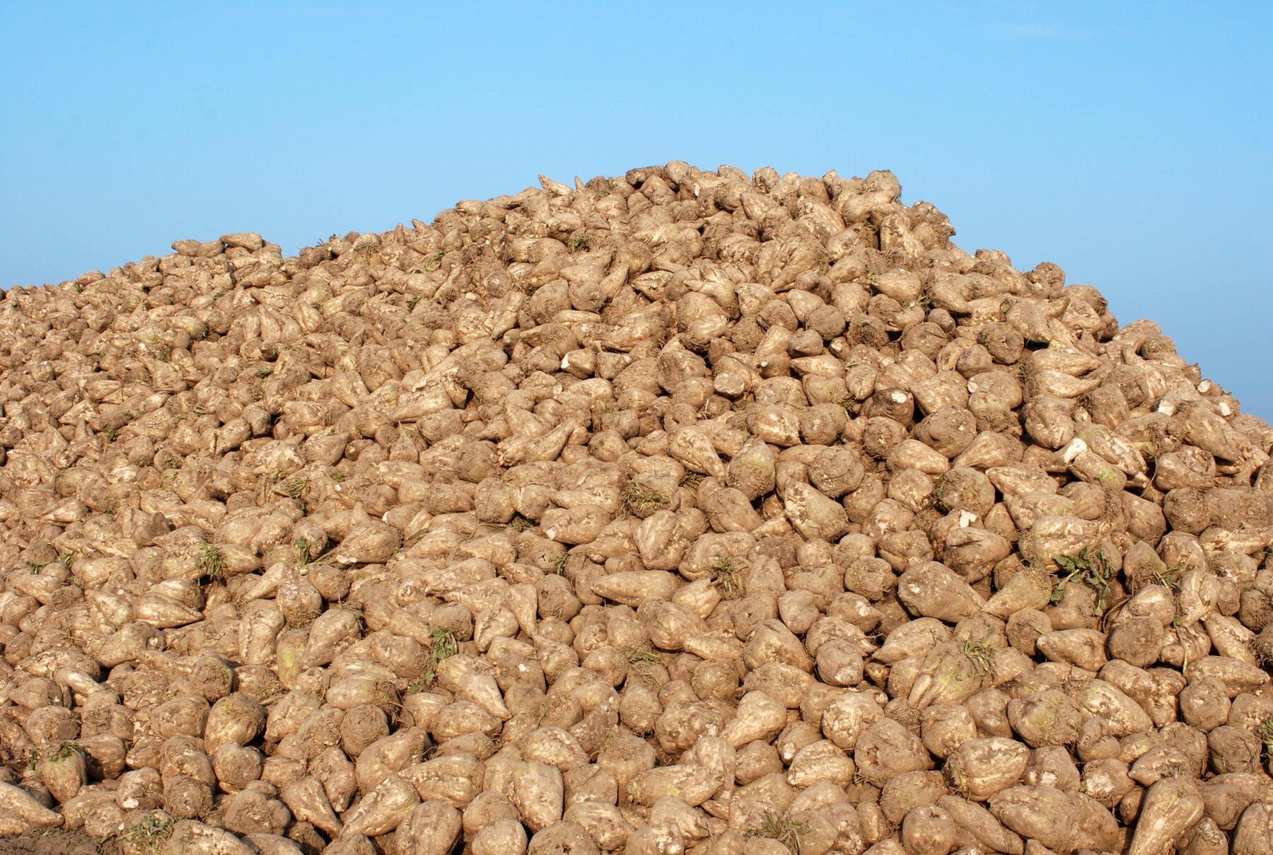 Preisverfall und Konsumtrends bringen Zuckermarkt unter Druck