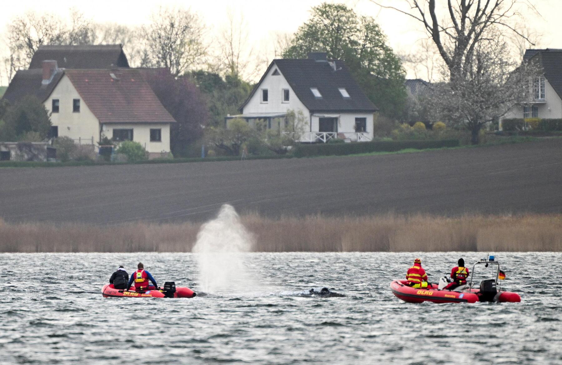 Das bizarre Drama um den Buckelwal Timmy [premium]