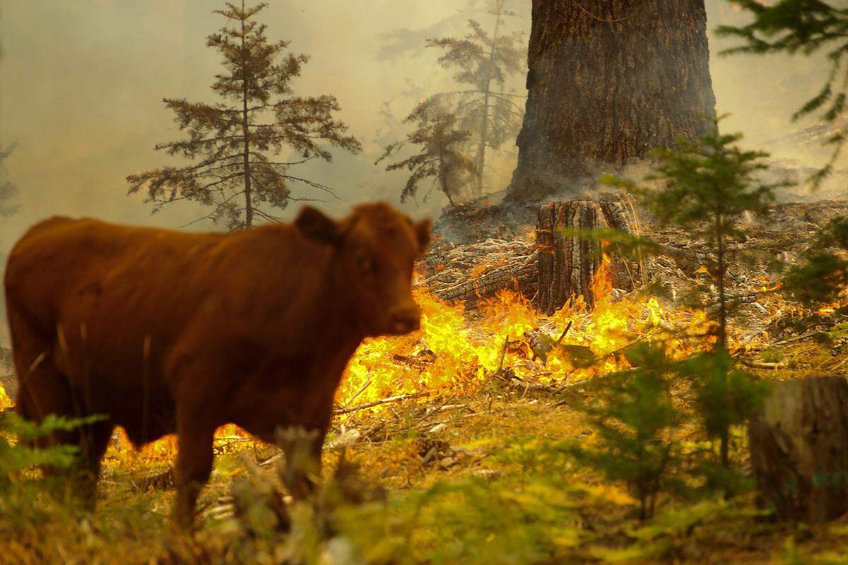 Wetterexperten rechneten damit, dass der Wind am späten Sonntag (Ortszeit) und am Montag zusätzlich auffrischt und damit die Ausbreitung der Flammen beschleunigt. Man gehe davon aus, dass sich das Feuer angesichts "extrem trockenen Brennstoffs und unwegsamen Geländes" weiter ausbreite, sagte Meteorologe Drew Peterson der "Los Angeles Times" (Sonntag).