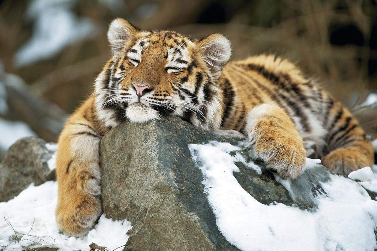 Auf dem dritten Platz landet der Tiger (10,2 Prozent), der sich auch in winterlichen Verhältnissen im Tiergarten Schönbrunn wohlfühlt.