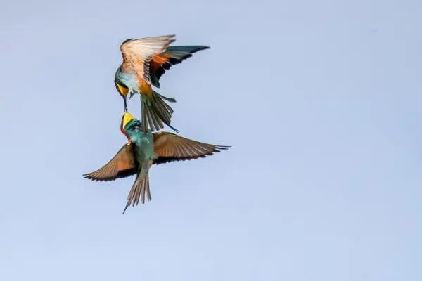 The eco-vocabulary is dwindling from generation to generation - this is not only a sign of an increasing distance from nature in everyday life, but also of the loss of diversity. Pictured: two bee-eaters (Merops apiaster).