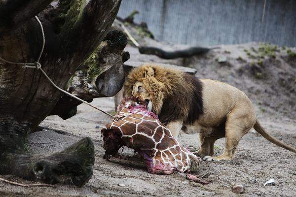 Nach der Autopsie wurde das Giraffenfleisch an Raubtiere im Zoo verfüttert werden.
